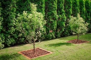 Посадка плодовых деревьев