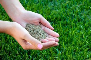 Газон под ключ