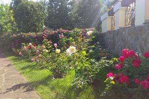 Проектирование и посадка розария