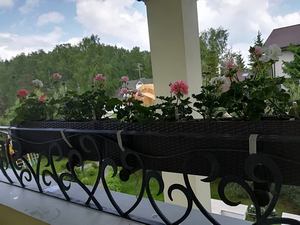 Пример горизонтального озеленения дома 1