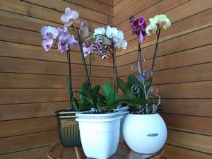 Пример горизонтального озеленения дома 2