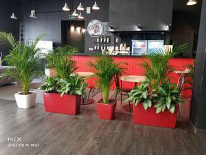 Пример горизонтального озеленения