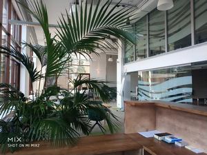 Пример горизонтального озеленения в офисе 5