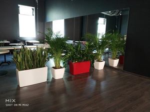 Пример горизонтального озеленения в офисе 6