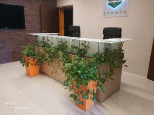 Вертикальное озеленение