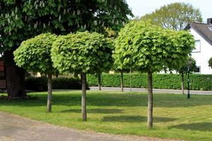 Топиарная стрижка