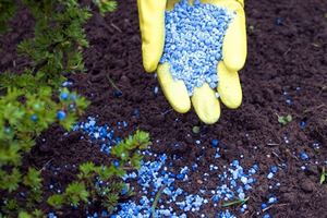 Подкормка удобрениями