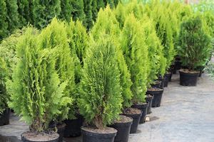 Подкормка хвойных деревьев и кустарников