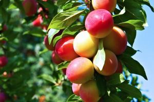 Подкормка плодовых кустарников