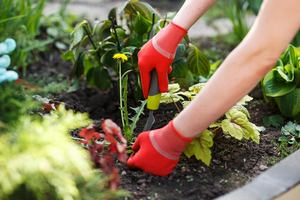 Прополка, обрeзка отцветших соцветий